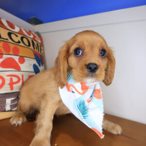 Tazz Cavalier King Charles Spaniel 01