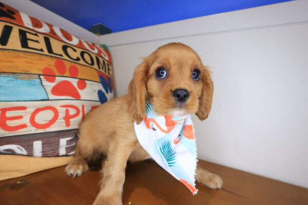 Tazz Cavalier King Charles Spaniel 01