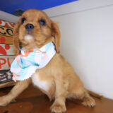 Tazz Cavalier King Charles Spaniel 03