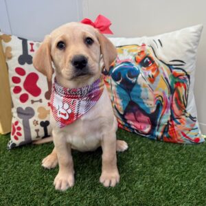 Teddi Labrador Retriever 01 Teddi Labrador Retriever 01