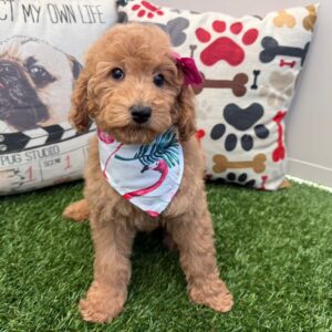 Teeny Mini Goldendoodle 01