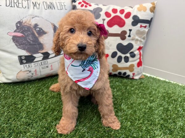 Teeny Mini Goldendoodle 01