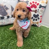 Teeny Mini Goldendoodle 02