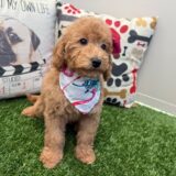 Teeny Mini Goldendoodle 04