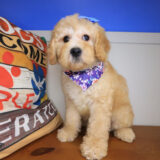 Tinks Goldendoodle 01