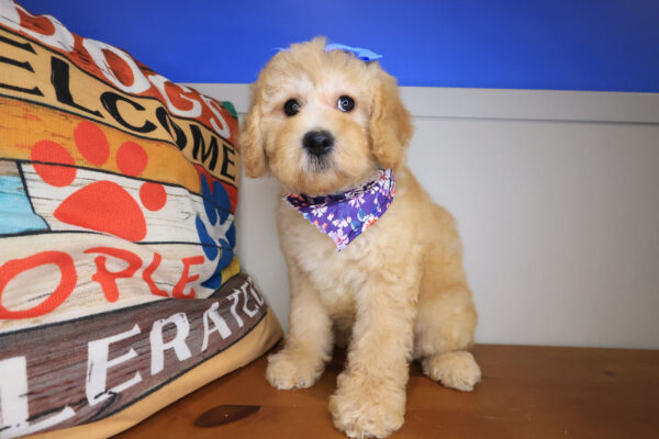 Tinks Goldendoodle 01