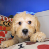 Tinks Goldendoodle 02