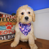 Tinks Goldendoodle 03