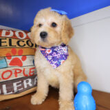 Tinks Goldendoodle 04