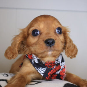 Tommy Cavalier King Charles Spaniel 01