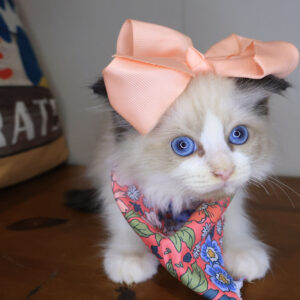 Vega Ragdoll 01 Vega Ragdoll 01