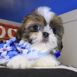 Vickie Shih Tzu 01