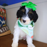 Vinny Bernedoodle 01