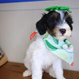 Vinny Bernedoodle 04