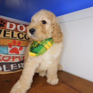 Wiggles Goldendoodle 01 Wiggles Goldendoodle 01