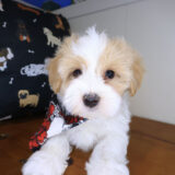 Wisp Maltipoo 02