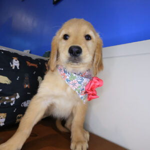 Wyatt Golden Retriever 01 Wyatt Golden Retriever 01