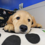 Wyatt Golden Retriever 02