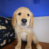 Wyatt Golden Retriever 03