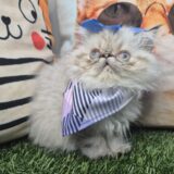 Xena Persian 01