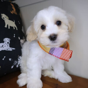 Yang Havanese 01 Yang Havanese 01