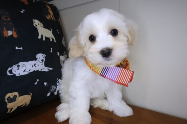 Yang Havanese 01