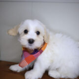 Yang Havanese 02