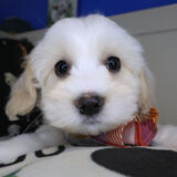 Yang Havanese 03