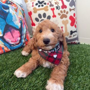 Yapper Goldendoodle 01 Yapper Goldendoodle 01