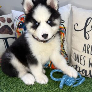 Yonder Siberian Husky 01