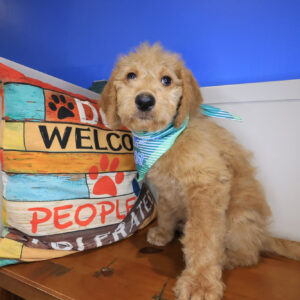 Ziggy Labradoodle 01