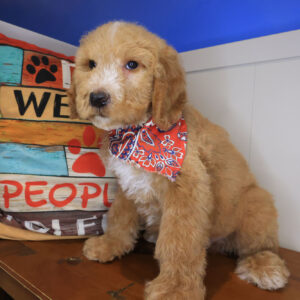 Zuma Goldendoodle 01