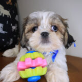 Aaron Shih Tzu 01