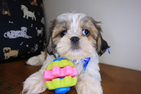 Aaron Shih Tzu 01
