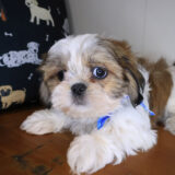 Aaron Shih Tzu 03