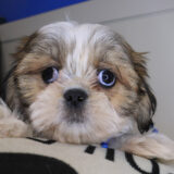 Aaron Shih Tzu 04
