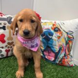 Abbie Golden Retriever 03