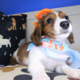 Adelene Dachshund 03