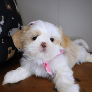 Amy Shih Tzu 01 Amy Shih Tzu 01