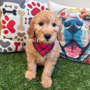Apollo Goldendoodle 01 Apollo Goldendoodle 01