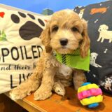 Asher Cockapoo 01