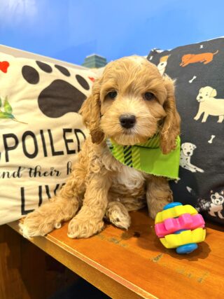 Asher Cockapoo 01