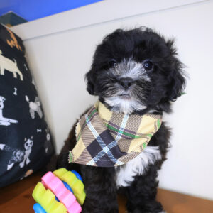 Atlas Shihpoo 01 Atlas Shihpoo 01