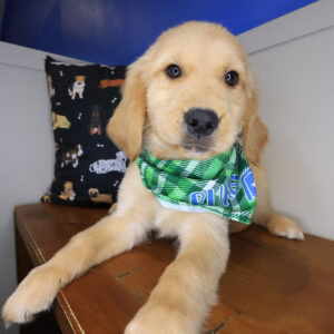 Balor Golden Retriever 01 Balor Golden Retriever 01