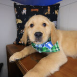 Balor Golden Retriever 03