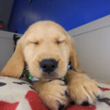 Balor Golden Retriever 04