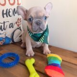 Bandit French Bulldog 01