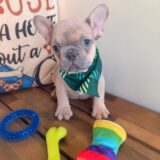 Bandit French Bulldog 03