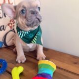 Bandit French Bulldog 04