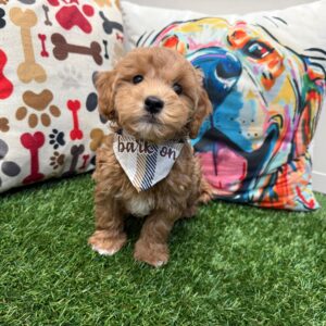 Bean Goldendoodle 01 Bean Goldendoodle 01